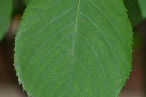 Amelanchier arborea - Leaf