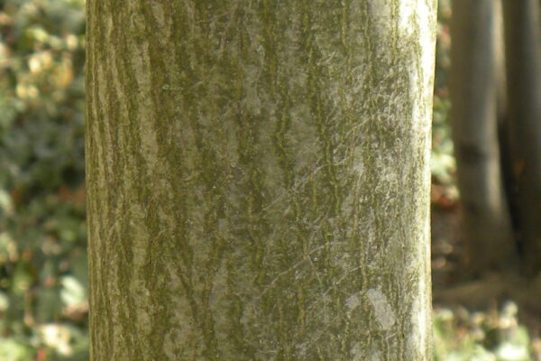 Amelanchier arborea - Bark