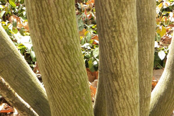 Amelanchier arborea - Bark