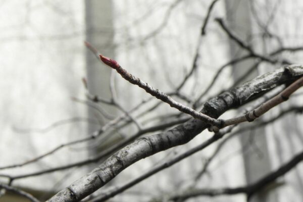 Amelanchier arborea - Buds