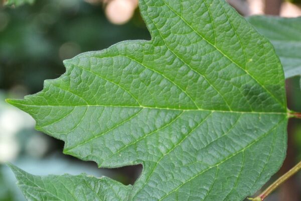 Viburnum opulus - Leaf