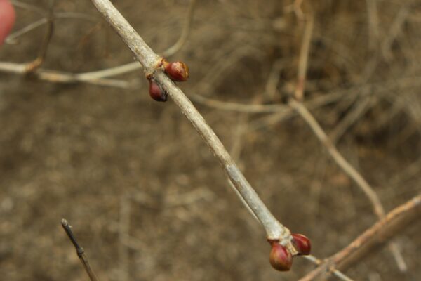 Viburnum opulus - Buds