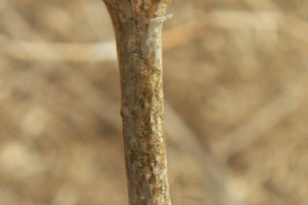 Viburnum opulus - Buds