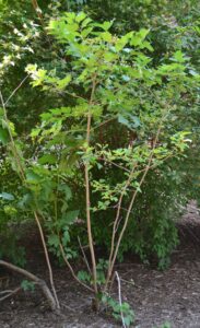 Viburnum opulus - Habit