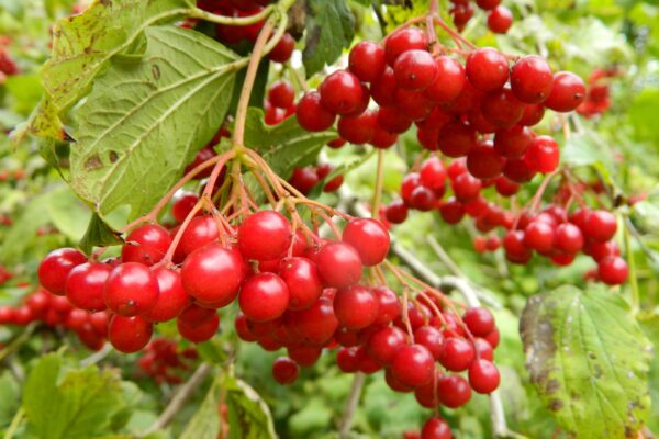 Viburnum opulus - Ripe Fruit Clusters