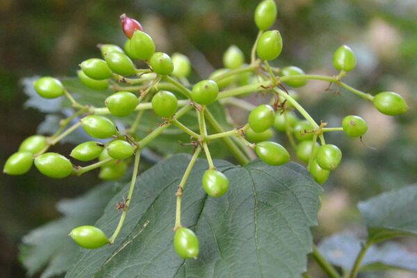 Viburnum opulus - Immature Fruits