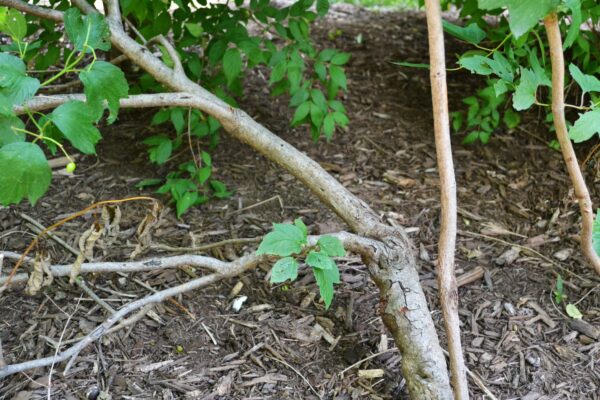Viburnum opulus - Bark