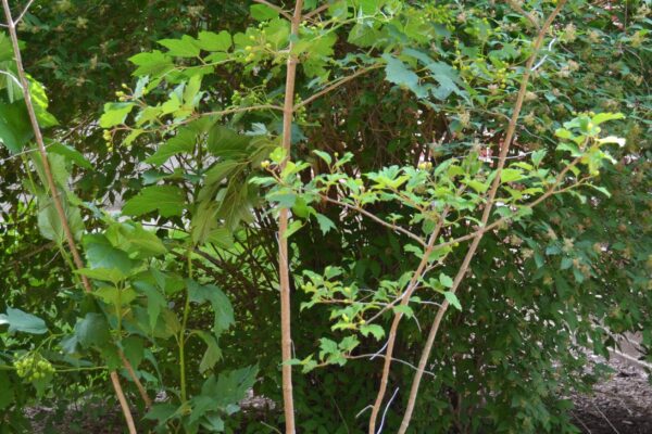 Viburnum opulus - Habit