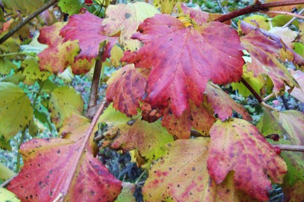 Viburnum opulus - Fall Foliage