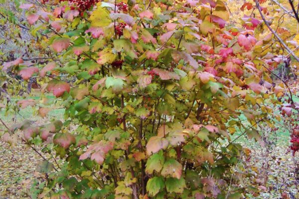 Viburnum opulus - Fall Habit