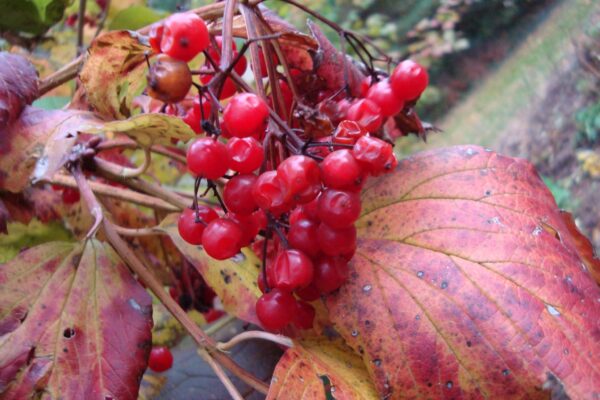 Viburnum opulus - Fruit & Fall Foliage
