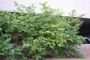 Viburnum opulus ′Compactum′ - Summer Habit