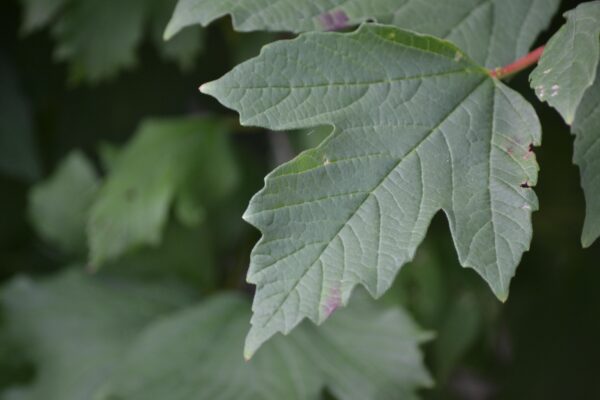 Viburnum opulus ′Compactum′ - Leaf