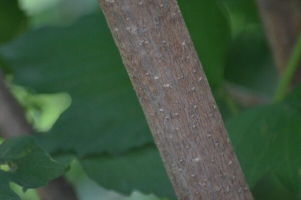 Viburnum opulus ′Compactum′ - Bark