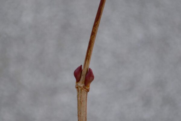 Viburnum opulus ′Compactum′ - Buds