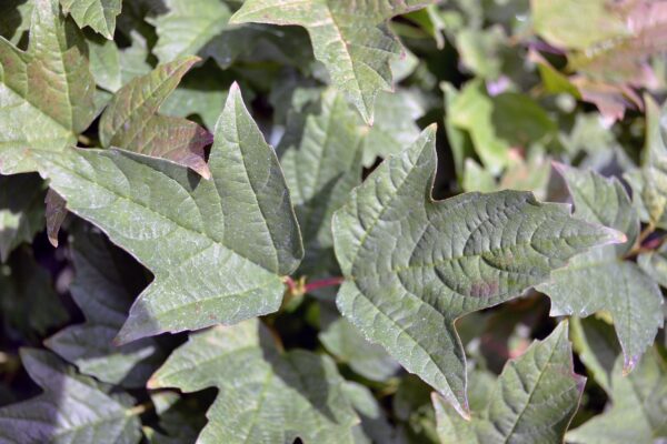 Viburnum opulus ′Nanum′ - Foliage