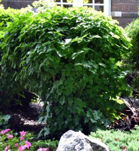 Viburnum opulus ′Nanum′ - Overall Shrub in Summer