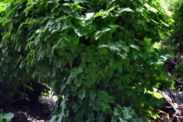 Viburnum opulus ′Nanum′ - Overall Shrub in Summer