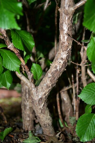 Viburnum plicatum f. plicatum - Bark