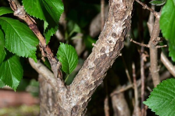Viburnum plicatum f. plicatum - Bark
