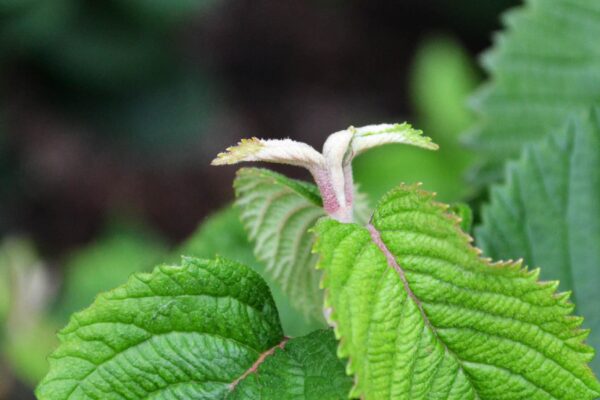 Viburnum plicatum f. plicatum - Emerging Leaves