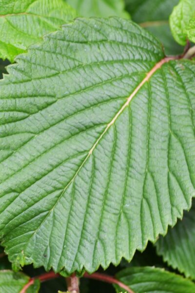 Viburnum plicatum f. plicatum - Leaf