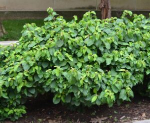 Viburnum plicatum f. plicatum - Shrub Habit