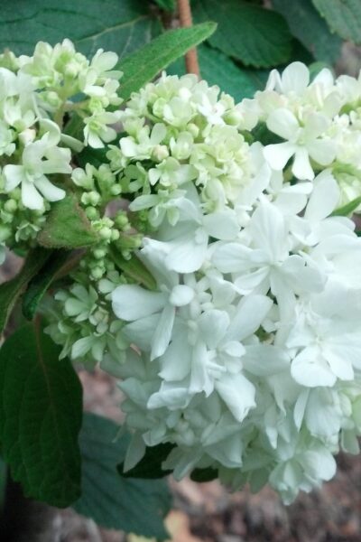 Viburnum plicatum f. plicatum - Flowers