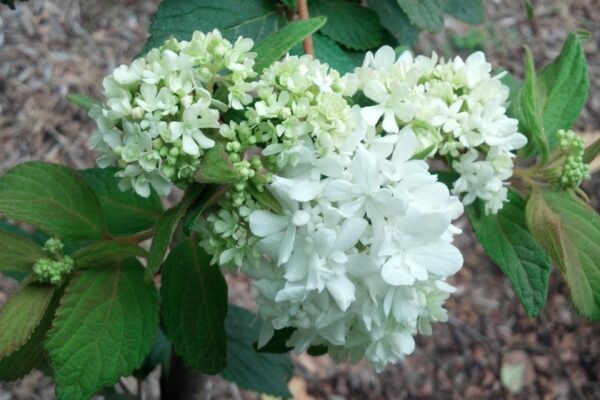 Viburnum plicatum f. plicatum - Flowers