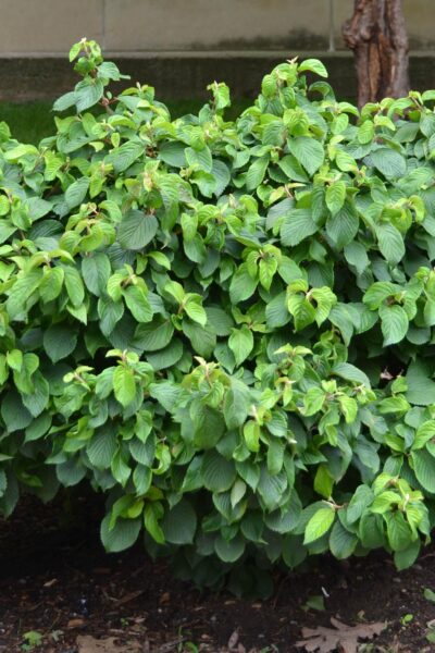 Viburnum plicatum f. plicatum - Shrub Habit
