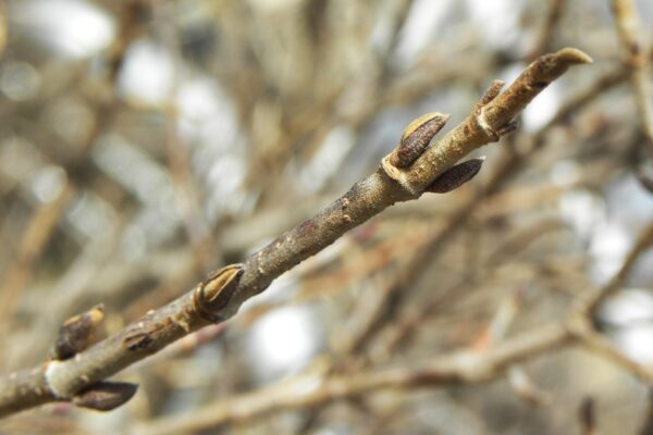Viburnum plicatum f. plicatum - Buds