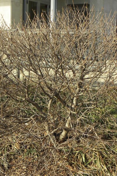 Viburnum plicatum f. plicatum - Winter Habit