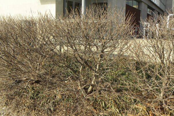 Viburnum plicatum f. plicatum - Winter Habit