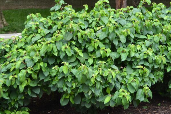 Viburnum plicatum f. plicatum - Shrub Habit