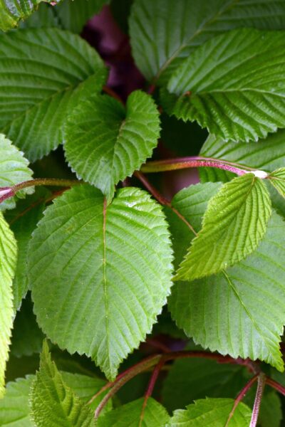 Viburnum plicatum f. tomentosum - Foliage