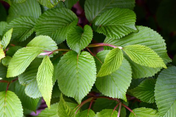 Viburnum plicatum f. tomentosum - Foliage