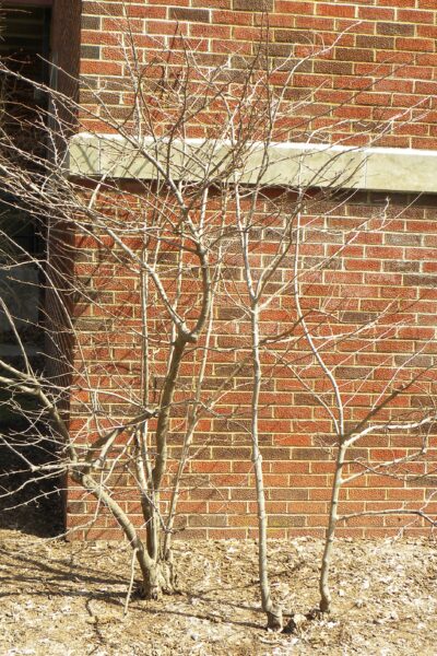 Viburnum plicatum f. tomentosum - Winter Habit