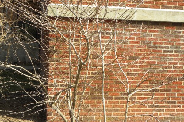 Viburnum plicatum f. tomentosum - Winter Habit