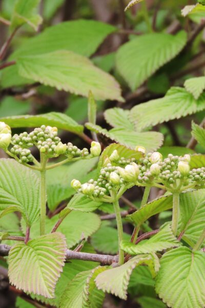 Viburnum plicatum f. tomentosum - Immature Flowers