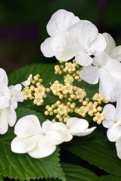 Viburnum plicatum f. tomentosum - Flower and Buds