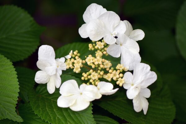Viburnum plicatum f. tomentosum - Flower and Buds