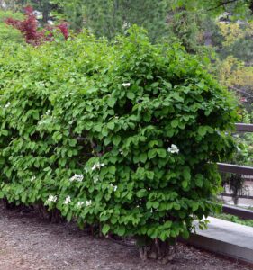 Viburnum plicatum f. tomentosum - Overall Shrub
