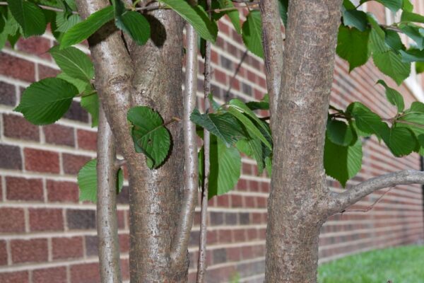 Viburnum plicatum f. tomentosum - Bark