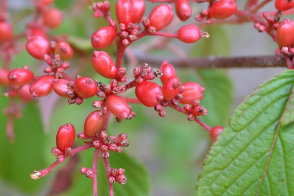 Viburnum plicatum f. tomentosum - Fruit