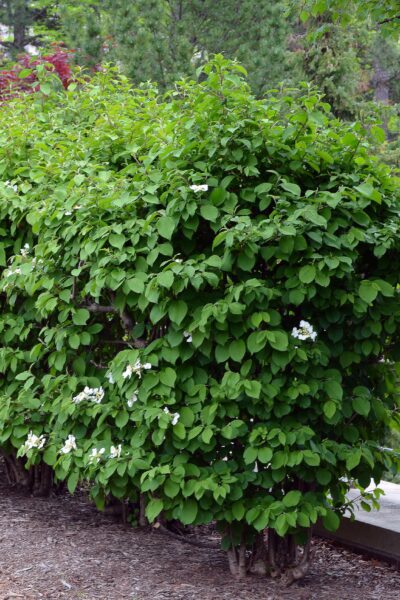 Viburnum plicatum f. tomentosum - Overall Shrub
