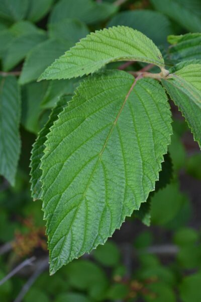 Viburnum plicatum f. tomentosum - Leaf