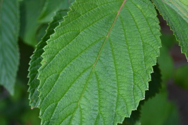 Viburnum plicatum f. tomentosum - Leaf