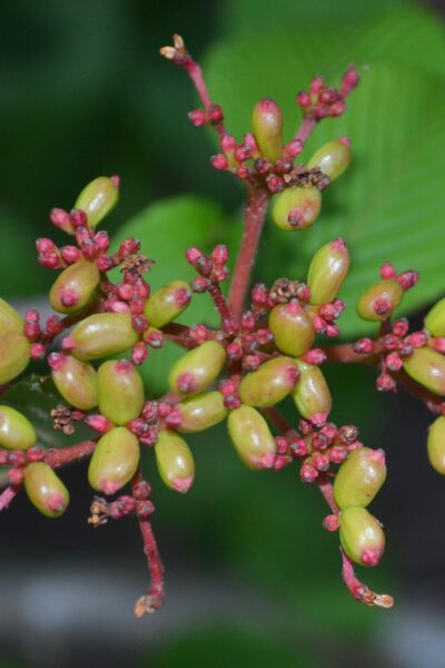 Viburnum plicatum f. tomentosum - Young Fruit