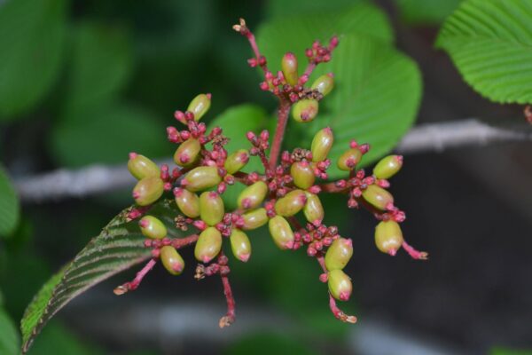 Viburnum plicatum f. tomentosum - Young Fruit