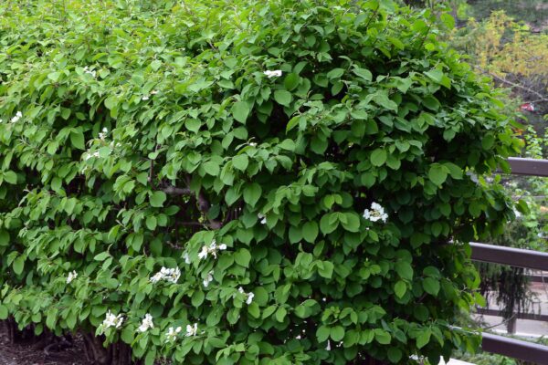 Viburnum plicatum f. tomentosum - Overall Shrub